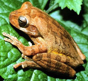 Fu frog - Conoce a Fu Frog, la emocionante tragaperras en línea de Zitro Fu frog - Conoce a Fu Frog, la emocionante tragaperras en línea de Zitro