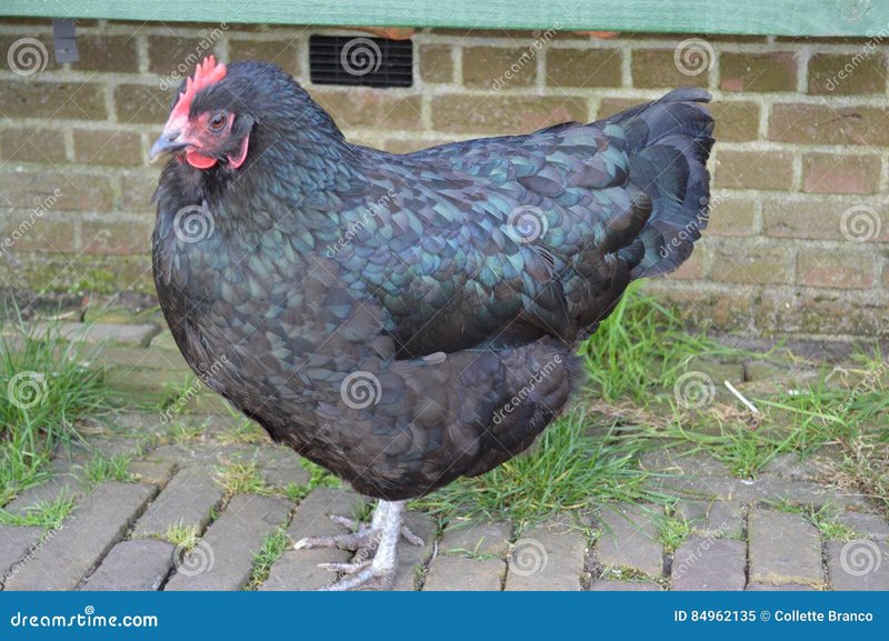 Learn about chicken road gokspel