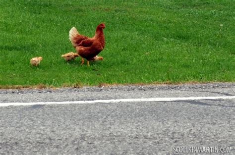 Best jugar chicken road in Spain